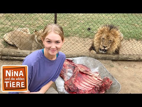 Löwenrudel gesucht | Reportage für Kinder | Nina und die wilden Tiere