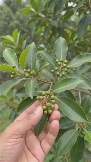 Allspice harvesting! Green berries are sun-dried to make this aromatic spice. 🌿✨