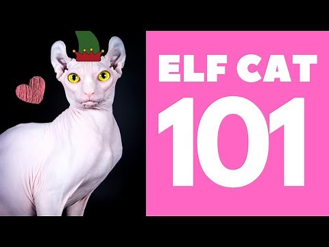 The Elf Cat 101 : Breed & Personality