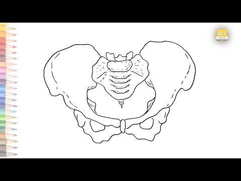 Pelvis diagram easy | How to draw Pelvis diagram easily | Human anatomy drawing easy