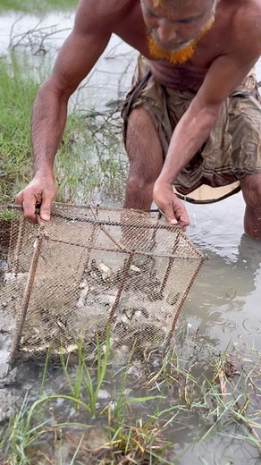 12M views · 45K reactions | catch catfish with unique trap #fishing #Amazing #rells #catfish | BD fishing world | Facebook