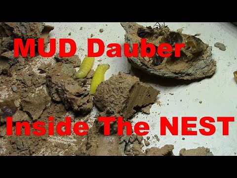 What is a MUD DAUBER LOOK inside the NEST