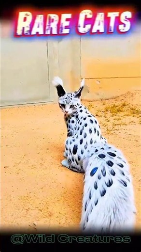 Rate These Rare Cats #cat #cute #usa #funny #catlife