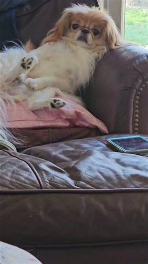 Widget says if you won't rub her belly, she will