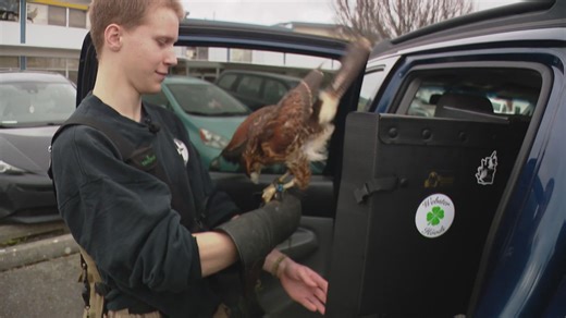 Hawks hired to chase Oak Harbor's seagulls out of town