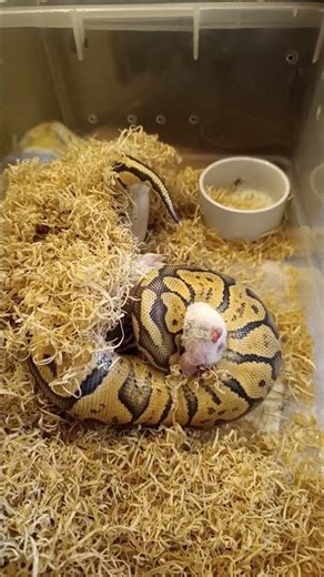 Checking on My Superfly Orange Dream Chocolate Ball Python | Feeding Day Update 🐍🔥