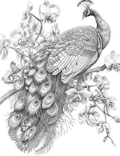 50 Beautiful Birds Coloring Pages | Instant Download Coloring Sheets | Adults   Kids Coloring Page | Digital Download Flowers Coloring Book - Etsy