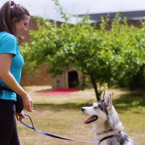 From new tricks to grooming tips, brush up on our top dog advice from Battersea's experts. | Battersea