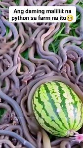28K views · 71 reactions | Mappitas pa kaya nila Yung kanilang mga watermelon? #followers #python #anaconda #weird #scary #ai #watermelon | Margie Cantoja Granada | Facebook