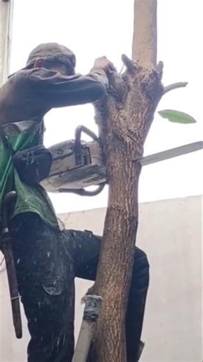 Lumberjack skills Woodworking projects tree cutting Technique #shortvideo #woodworking #chainsaw