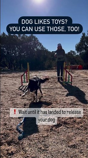 DIY Dog Agility Training At Home
