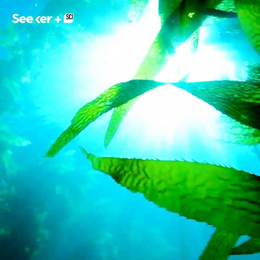 53K views · 158 reactions | Experience the magical beauty of kelp forests -and uncover the secrets inside a crucial ocean ecosystem. | Seeker by The Verge | Facebook