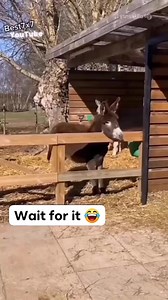 Omg!! Ending is hilarious 🤣😆🤣😆 . . . #fun #funny #reels #duck #donkey #memes | Mohmmed Javeed