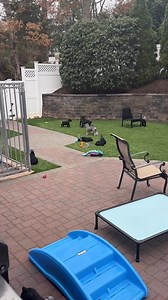 One day after ear cropping—what do those against cropping have to say? Do these pups look traumatized? Do they look unhealthy? Are they any worse off than before? You can even see an uncropped pup in this video—do you notice a difference? Stop the emotional rhetoric because it just isn’t true! Engaging in this debate might feel like a waste of time—people against ear cropping usually have their minds made up, and no amount of reasoning will change that. But sometimes, it just has to be done. Mis