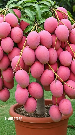 977K views · 16K reactions | Mango Magic_ A Step-by-Step Guide to Growing Your Own Tree #shorts #mangotree #gardening #bhfyp #nutrition #fruitlover #fruits #fitness #fruitgarden #shortsfeed #instagram #tree #fruittree #fruittrees #grafting #reelsvideo #shortsreels #shortsviral #garden #shortsvideo #satisfying #fruit #shots #reelsfb #fruitsalad #freshfruit #agriculture #trees | Plants Tree | Facebook