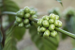 Green Coffee Bean Extract (GBCE) and Weight Loss: Separating Fact from Fiction | Plants And Animals