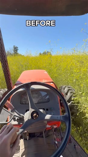 10ft tall yellow mustard weeds getting mowed to the dirt #cuttinggrass #grassmowing #agriculture