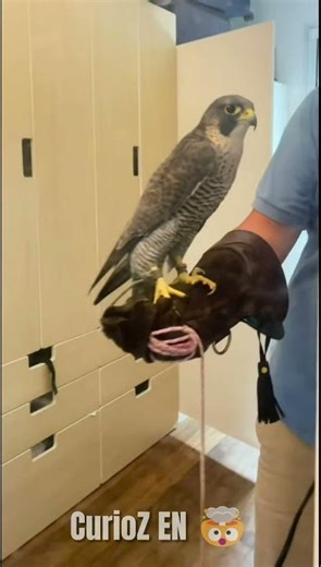 CHEETAH Why were you lied to about its TOP SPEED