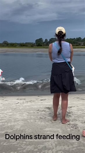 Strand feeding is a unique, risky feeding behavior where dolphins “strand” themselves to feed. Seen in only a few places worldwide. Always stand back and use your zoom to watch them undisturbed. #strandfeeding #chs #lmmn #dolphins #charlestonsc #lowcountry #protectwhatyoulove #locals #marinemammals #charleston #fundthefabfive #thisishowwedoit | Lowcountry Marine Mammal Network