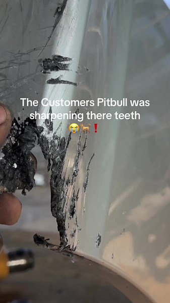 #bad #dog #pitbull #plasticrepair #fyp#bumper #jamaicatiktok🇯🇲 #Drake #forallthedogs