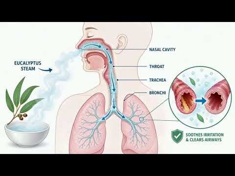 The Wonders of Eucalyptus