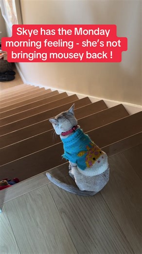 Skye_the_Burmese (@skye_the_burmese)’s videos with Magic in the Snow - VanoVibe