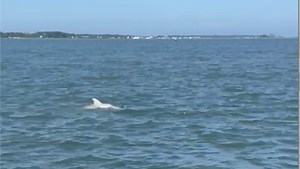 Albino dolphin spotted off Chincoteague and captured on video. See it here.