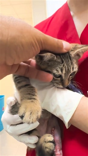 16K views · 554 reactions | What an amazing surgery! 珞 | Viktor Larkhill Extreme Rescue | Facebook