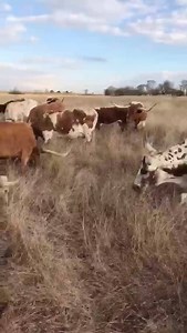 63K views · 2.1K reactions | Here's a little longhorn video to start your day. Our longhorns are easy to work and very used to people. A special thanks to Justin Caldwell for sending us this great video while he was out feeding cattle yesterday! You can see more longhorns online anytime at: www.schumachercattle.com. | Schumacher Cattle, LLC | Facebook