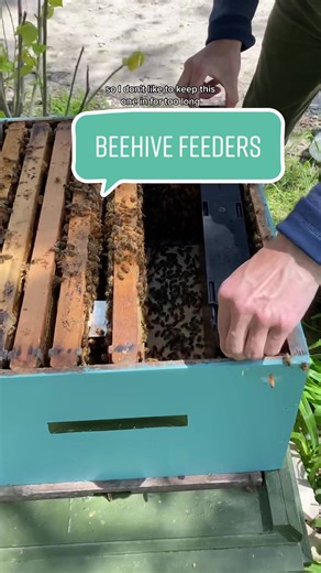 Bee Feeders: A Sweet Solution for Happy Bees