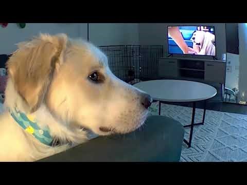 Secret Life of Pets Caught on Camera😅🤣