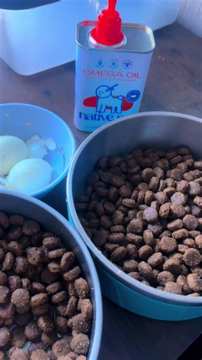 POV: You start adding native pet omega fish oil to your dog’s food and suddenly… ✨ 🐕 Shinier coat 💨 Less shedding 🦴 Happier joints 🧠 Extra zoomies My dogs think it’s a treat, but it’s really a health upgrade 🐟💙 If you love your dog like family, this is a MUST. Comment “OMEGA” if you want happy paws, soft fur, and tail wags all day 🐾✨ #dogtiktok #furbaby #HealthyDog #PetSupplements #nativepet