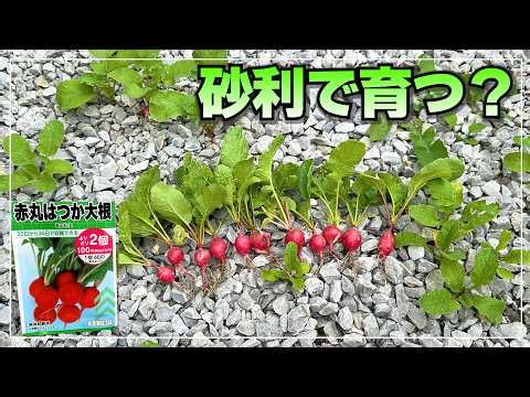 I planted radish seeds in my gravel driveway and got a huge harvest!