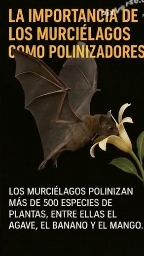 Murciélagos como polinizandores #murciélagos #bats #polinizadores #conservation #naturaleza
