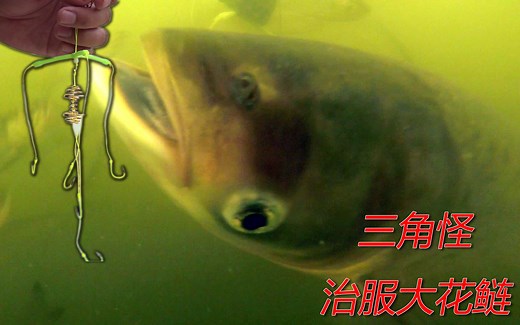 钓浮，花鲢是如何上钩的？水下高清揭秘