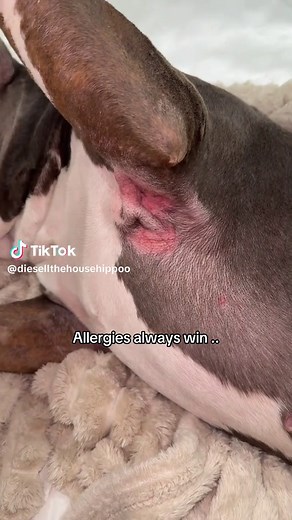 Understanding Dog Allergies: Causes and Solutions