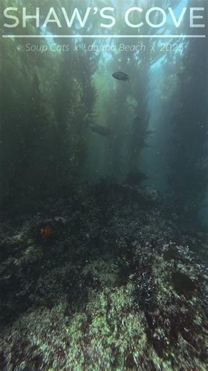 shaws cove love #scuba #diving #lagunabeach #shawscove #nature