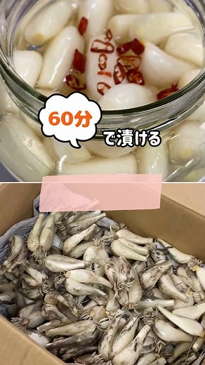 【公式】鳥取砂丘会館 on Instagram: "【簡単らっきょう漬けレシピ！】 ＼かんたん！らっきょうの漬け方 ／ 最短で約60分⏰✨ ※工程によって時間は変わります #砂丘会館 です♪ 今年も旬の根付きらっきょうでかんたんらっきょう漬けを作ってみました💛 ✓らっきょうの根本と先端をカット✂ ✓大きめのボウルにらっきょうを入れて流水で揉み洗い！ ここで薄皮が剥がれていくよ✨ 土もここで落としてね！ ✓らっきょうをよく洗ったら塩をまぶす（時間ある人はここで１時間置く） ✓さっと水洗いをして、塩を流す ✓ザルにあけしっかり水切りをして、鍋にたっぷりのお湯を沸かし沸騰したららっきょうをザルごと入れ10秒間浸す✨ ✓一気に湯切りして軽く冷まして、煮沸殺菌した容器に入れてらっきょう酢をらっきょうが浸るまで入れる！ らっきょう酢につけて10日頃からでも食べれます♪ 約1ヶ月頃からおいしくなりますよ！ 冷蔵庫、もしくは冷暗所で保存してね♪ おうちで簡単、無添加らっきょう✨ 是非参考にしてみてね！ #砂丘らっきょう #砂丘 #らっきょう #らっきょう漬け #らっきょう漬け #かんた