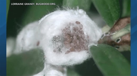 How to keep your hemlock trees safe from hemlock woolly adelgid