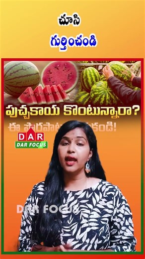 How to Choose the Best Watermelon: Color, Weight, Shape & Field Spots | Latest updates | DAR FOCUS