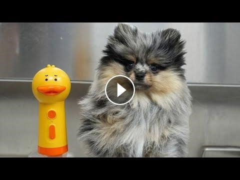 Meet Willie: The Fluff Nugget With Attitude #Video