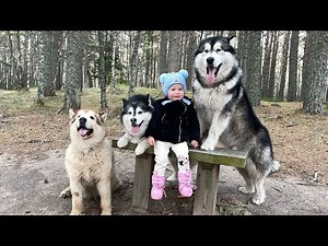 Howling Wolves Go Crazy When Baby Girl Comes Home! (Cutest Reaction!!)