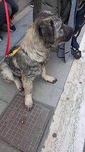 2.3K views · 163 reactions | ADOTTATO 《 Il cucciolo degli ulivi 》...