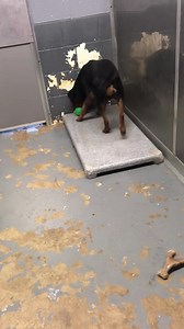 24K views · 493 reactions | ******ADOPTED******* Take a moment out...