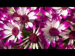 Beautiful Flowers Wallpapers For Desktop Free