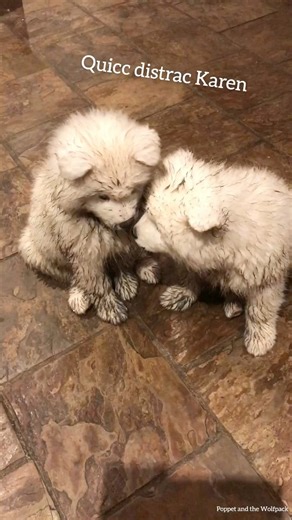 105K views · 10K reactions | The ongoing battle of poppy versus the mud monster has a span of many years and now some of her children have followed in her footsteps. Poppy was a puppy that was ALWAYS up to mischief. ALWAYS. As we get ready to celebrate her 6th birthday tomorrow, we take a look back at why we are thankful there is only one Poppy  | Poppet and the Wolf Pack | Facebook