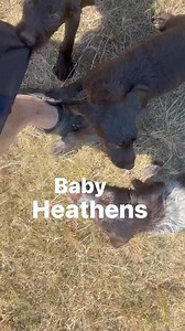 Performance consistency should absolutely be something “noticed” and most are so used to the opposite end of the spectrum that they don’t realize it can be found. | Briarwoods GunDogs