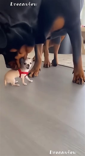 Rottweiler Gently Picks Up the Chihuahua and Puts Him Away 🐕‍🦺😇🐶🪣 😂 100% AI video for fun & laughs! Every scene is digitally created — no real animals, babies, or people. 🐾 Enjoy and share! 🚫 No reuploads. #AIreel #AIfunny #AIanimals #AIfun #CreativeAI #AIvideo #AImagi | Dreamview Productions