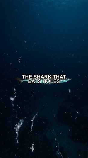 The Bizarre Bite of the Cookiecutter Shark