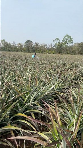 Pineapple farming